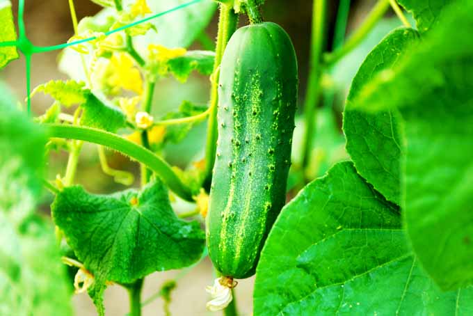 Picture of All Season Vegetable  Cucumber 20 Pcs seeds