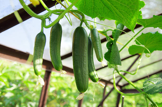 Picture of All Season Vegetable  Cucumber 20 Pcs seeds