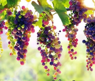 Picture of Egrow 15Pcs/Pack Grape Seeds Rainbow Colorful Garden Fruit Plants Sweet Kyoho Grape Seeds  Product Type: seeds Cultivating Difficulty Degree:Very Easy Flowerpot:Excluded Classification:Novel Plant Function:Beautifying Type:Landscape Plant Style:Perennial