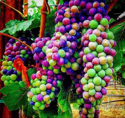 Picture of Egrow 15Pcs/Pack Grape Seeds Rainbow Colorful Garden Fruit Plants Sweet Kyoho Grape Seeds  Product Type: seeds Cultivating Difficulty Degree:Very Easy Flowerpot:Excluded Classification:Novel Plant Function:Beautifying Type:Landscape Plant Style:Perennial