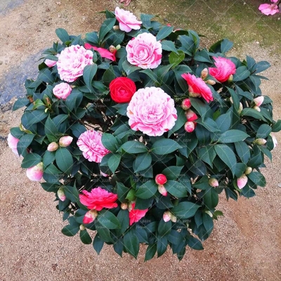 Picture of Camellia 20pcs flower seeds