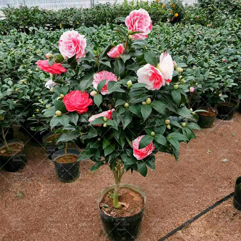 Picture of Camellia 20pcs flower seeds