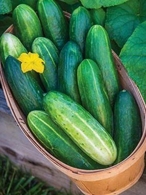 Picture of Cucumber Seed - 20Pcs seeds