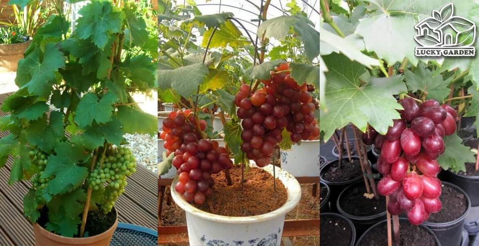 Picture of Grape seeds as picture tree- 20 pcs seeds  Product Type: seeds Cultivating Difficulty Degree:Very Easy Flowerpot:Excluded Classification:Novel Plant Function:Beautifying Type:Landscape Plant Style:Perennial Size:Medium Size:Large Size:Small Applicable Con