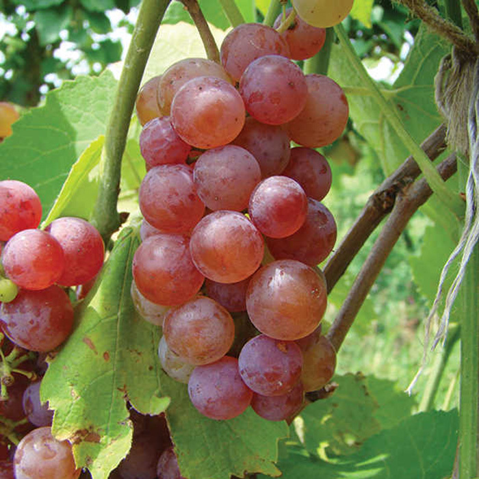 Picture of Grape seeds as picture tree- 20 pcs seeds  Product Type: seeds Cultivating Difficulty Degree:Very Easy Flowerpot:Excluded Classification:Novel Plant Function:Beautifying Type:Landscape Plant Style:Perennial Size:Medium Size:Large Size:Small Applicable Con