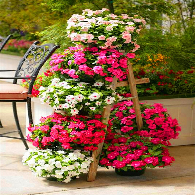 Picture of Mixed Color Noyontara Flower /Vinca  Flowers  -20 Pcs seeds