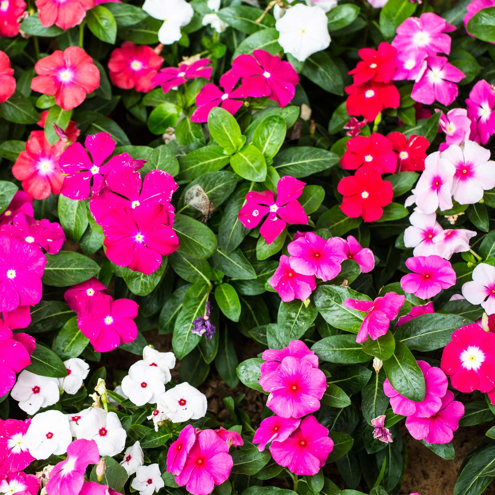 Picture of Mixed Color Noyontara Flower /Vinca  Flowers  -20 Pcs seeds