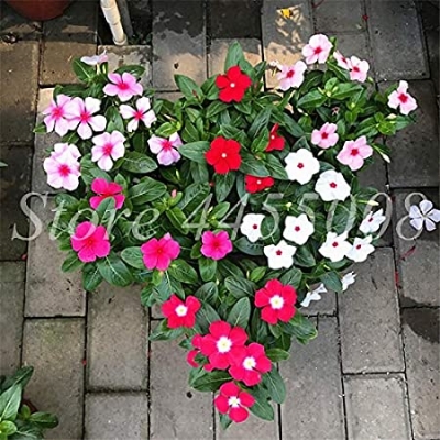 Picture of Mixed Color Noyontara Flower /Vinca  Flowers  -20 Pcs seeds
