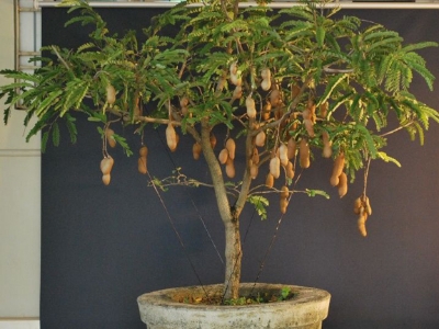 Picture of Sweet Tamarind Tree Seeds -10 Pcs seeds