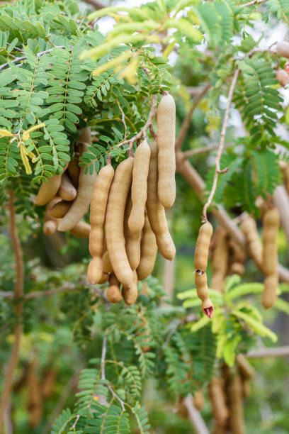Picture of Sweet Tamarind Tree Seeds -10 Pcs seeds
