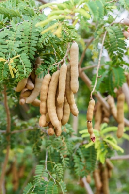 Picture of Sweet Tamarind Tree Seeds -10 Pcs seeds