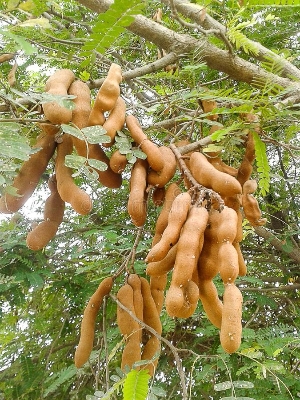 Picture of Sweet Tamarind Tree Seeds -10 Pcs seeds
