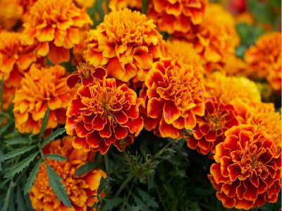 Picture of Marigold Flower / - 15 pcs Seed - F2 Hybrid