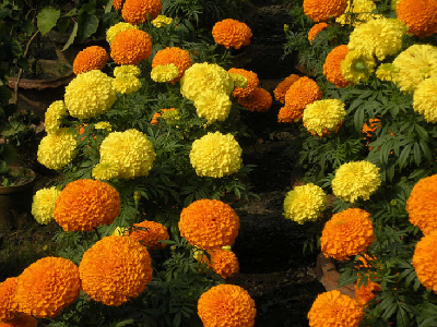 Picture of Marigold Flower / - 15 pcs Seed - F2 Hybrid