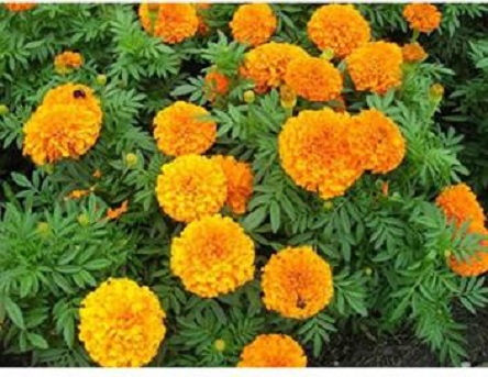 Picture of Marigold Flower / - 15 pcs Seed - F2 Hybrid