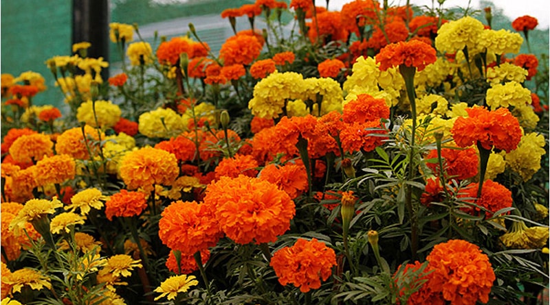 Picture of Marigold Flower / - 15 pcs Seed - F2 Hybrid