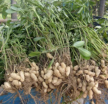 Picture of Peanut Biz India)- 30 Pcs Seeds