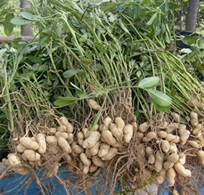 Picture of Peanut Biz India)- 30 Pcs Seeds