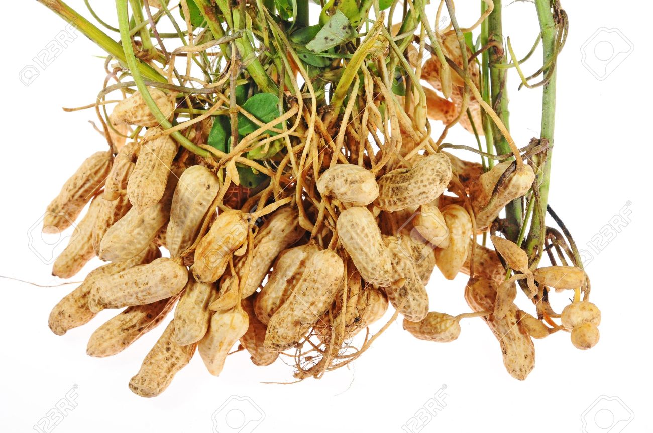 Picture of Peanut Biz India)- 30 Pcs Seeds