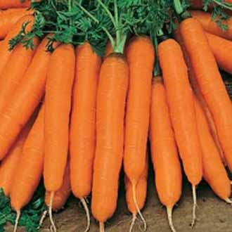 Picture of 40 Pieces Carrot Seeds - 40 Pieces  Product Type:Seeds Full-bloom Period:spring,summer,autumn and winter Flowerpot:Excluded Classification:Novel Plant Cultivating Difficulty Degree:Very Easy Plant:flower Seeds,ve