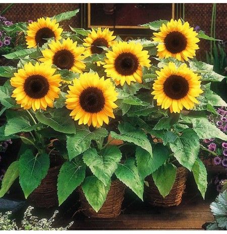 Picture of Sunflower Tree Seeds -20Pcs (Imported Global Seeds)  Product Type:Bonsai Cultivating Difficulty Degree: