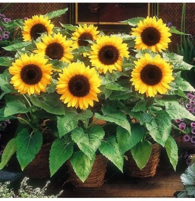 Picture of Sunflower Tree Seeds -20Pcs (Imported Global Seeds)  Product Type:Bonsai Cultivating Difficulty Degree: