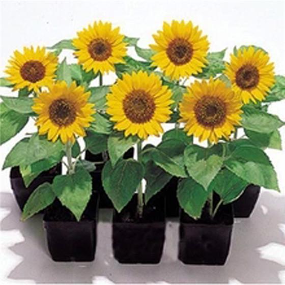Picture of Sunflower Tree Seeds -20Pcs (Imported Global Seeds)  Product Type:Bonsai Cultivating Difficulty Degree: