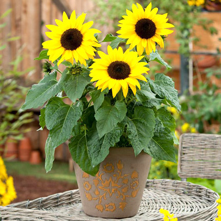 Picture of Sunflower Tree Seeds -20Pcs (Imported Global Seeds)  Product Type:Bonsai Cultivating Difficulty Degree: