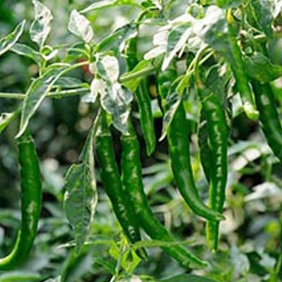 Picture of organic jing cai zi papper 30+pcs seeds