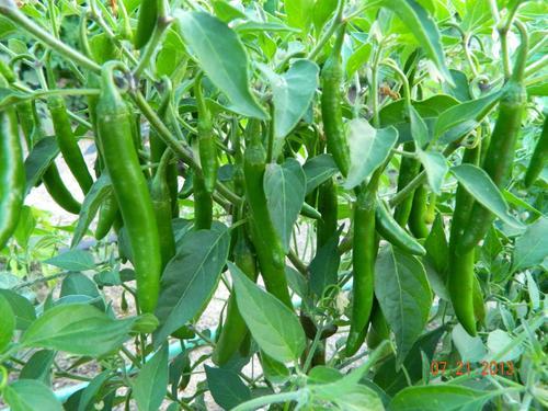 Picture of organic jing cai zi papper 30+pcs seeds