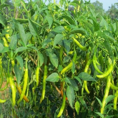 Picture of organic jing cai zi papper 30+pcs seeds