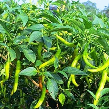 Picture of organic jing cai zi papper 30+pcs seeds