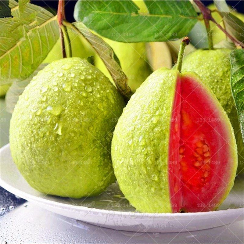 Picture of Thai 10 Guava Seed- 25Pcs Seeds