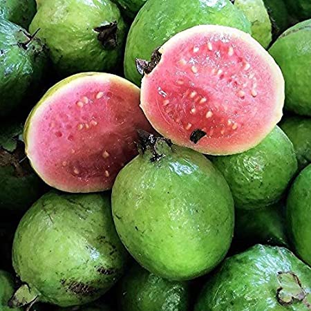 Picture of Thai 10 Guava Seed- 25Pcs Seeds