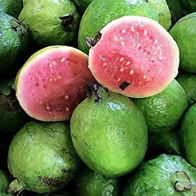 Picture of Thai 10 Guava Seed- 25Pcs Seeds