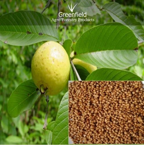 Picture of Thai 10 Guava Seed- 25Pcs Seeds