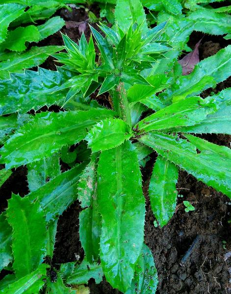 Picture of 50 pcs Garden/tob Bilati Coriander seeds