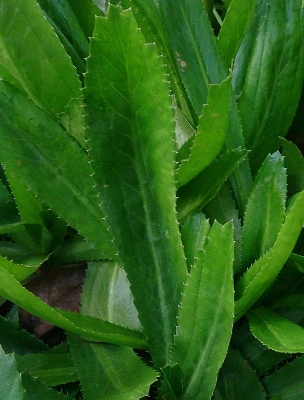 Picture of 50 pcs Garden/tob Bilati Coriander seeds