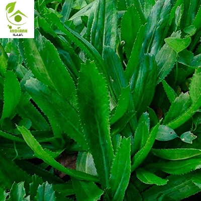 Picture of 50 pcs Garden/tob Bilati Coriander seeds