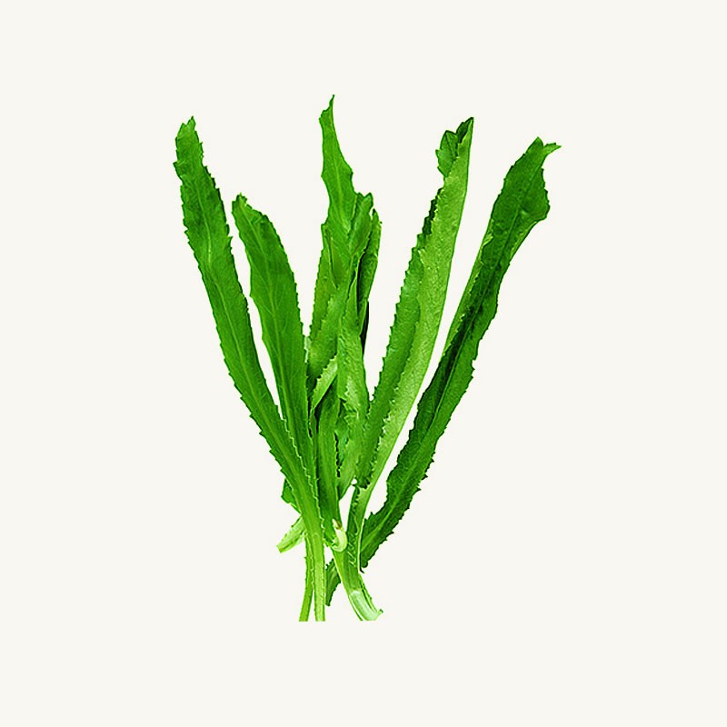 Picture of 50 pcs Garden/tob Bilati Coriander seeds