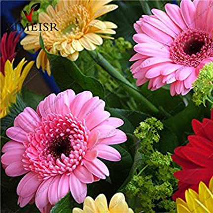 Picture of Daisy Seeds Hardy Bonsai Plants seeds- 20Pcs seeds
