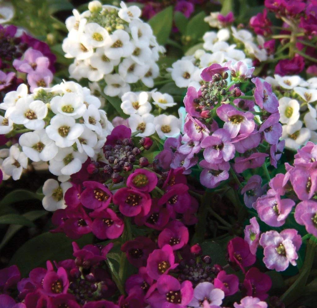 Picture of Alyssum Flowers Seeds- 30+ pcs SEED