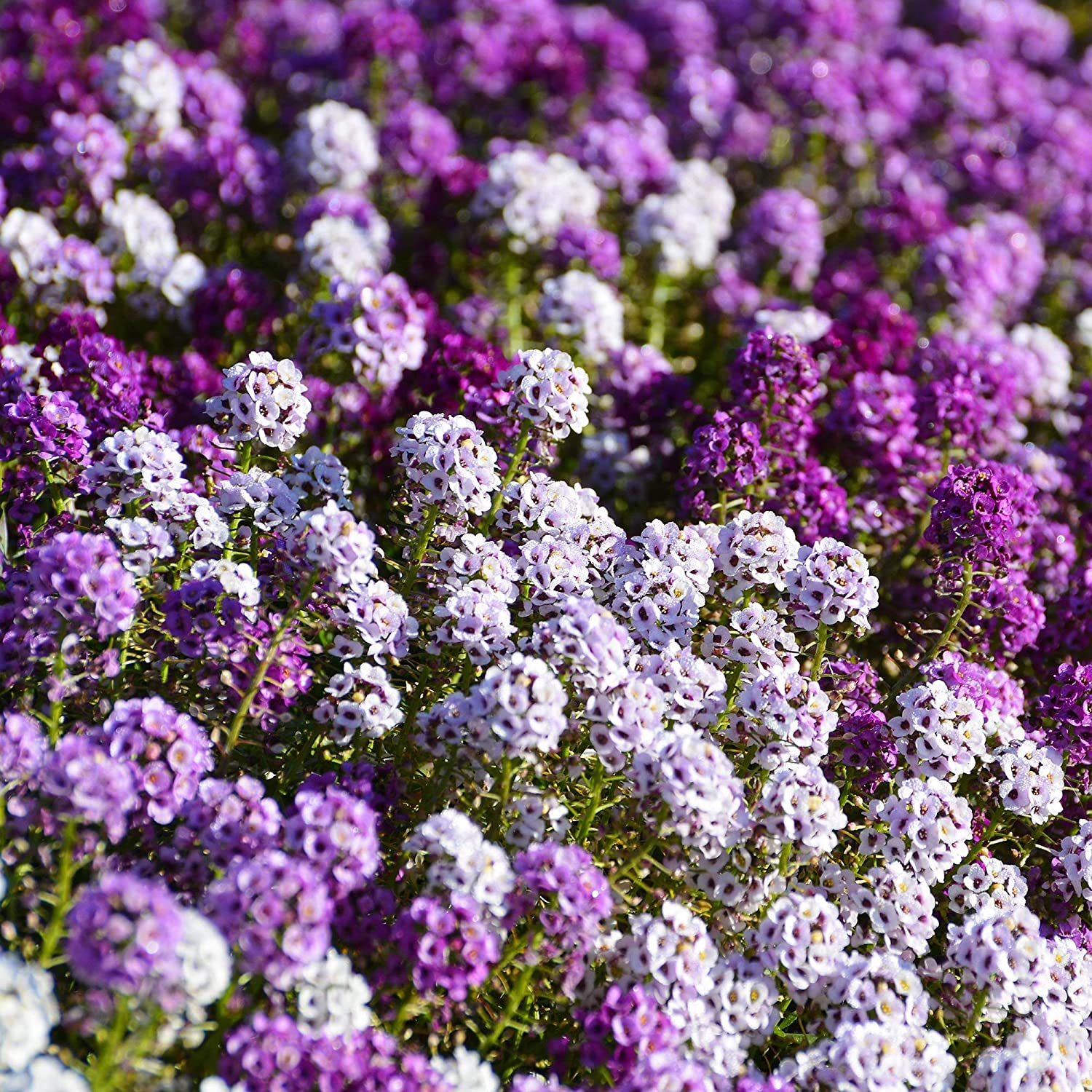 Picture of Alyssum Flowers Seeds- 30+ pcs SEED