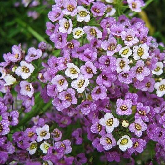 Picture of Alyssum Flowers Seeds- 30+ pcs SEED