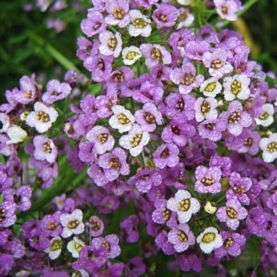 Picture of Alyssum Flowers Seeds- 30+ pcs SEED