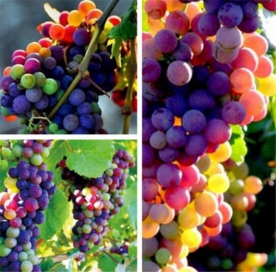 Picture of Grape Seeds Rainbow Colorful Garden Fruit Plants Sweet Kyoho Grape Seeds- 20Pcs seed