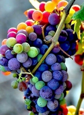 Picture of Grape Seeds Rainbow Colorful Garden Fruit Plants Sweet Kyoho Grape Seeds- 20Pcs seed