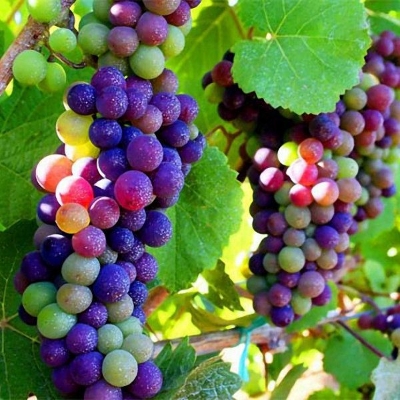 Picture of Grape Seeds Rainbow Colorful Garden Fruit Plants Sweet Kyoho Grape Seeds- 20Pcs seed