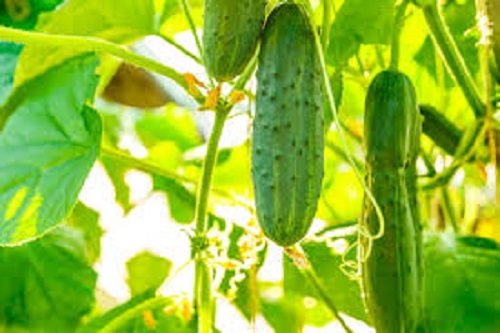 Picture of All Season Hybrid Cucumber Seed- 15Pcs seeds