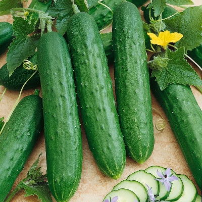 Picture of All Season Hybrid Cucumber Seed- 15Pcs seeds